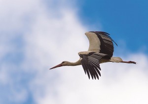 Storch im Anflug © Oliver Hegenbarth